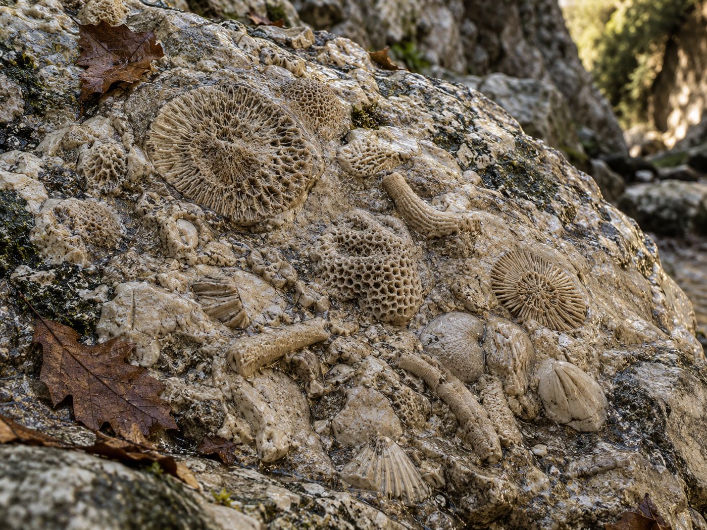 Pormenor de calcário com fósseis de coral